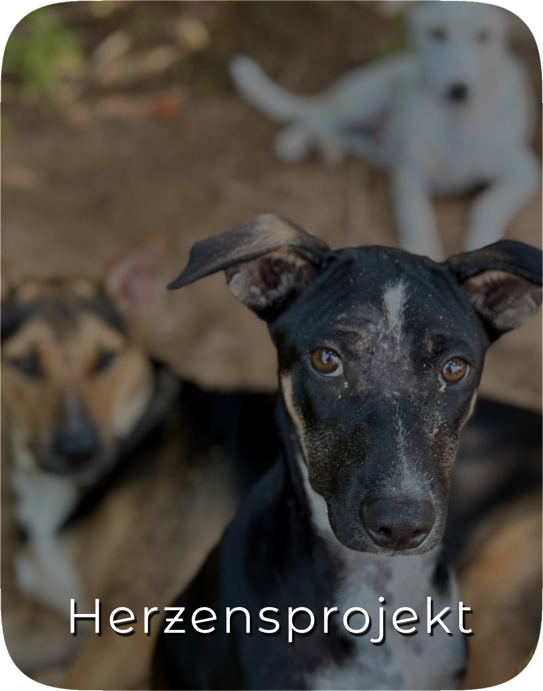 Herzensprojekt STREETDOGSLOVE: Hoffnung für Indiens Straßenhunde