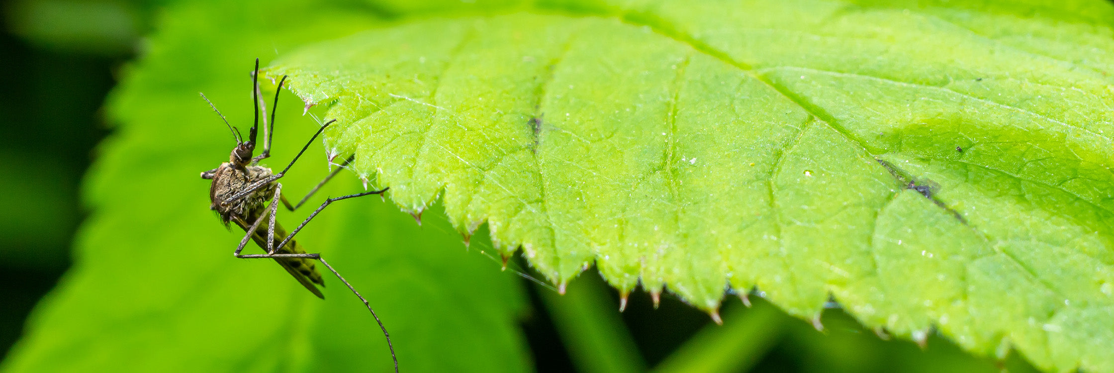 Olleeno: Fragen & Antworten Banner