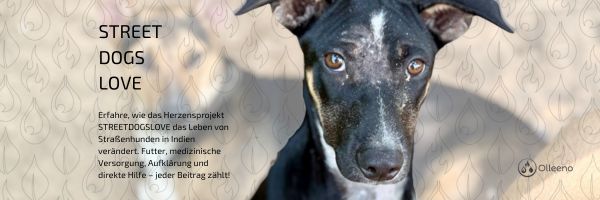 Herzensprojekt STREETDOGSLOVE: Hoffnung für Indiens Straßenhunde